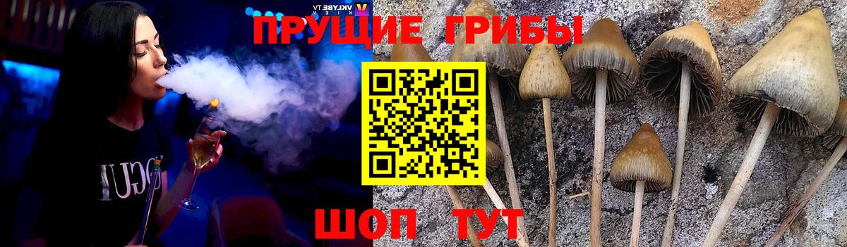 Псилоцибиновые грибы Psilocybine cubensis  Псилоцибиновые грибы GOLDEN TEACHER  Обнинск  Вход с VPN 